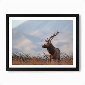 California Elk Landscape Art Print