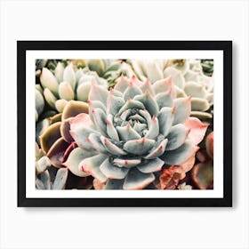 Echeveria Succulent Art Print