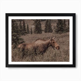 Colorado Moose Art Print