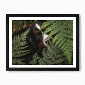 Bernese Mountain Dog in between the Fern plant - Brugge Belgium photo print - moody animal photography art Art Print