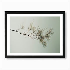 Pine Branch - Pine Stock Videos & Royalty-Free Footage Art Print