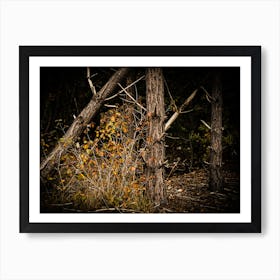 Autumn Forrest // The Netherlands // Nature Photography Art Print