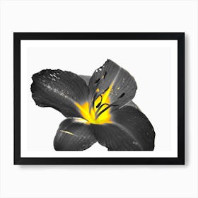 Black Lily Art Print