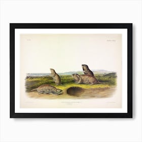 Camas Rat, John James Audubon Art Print