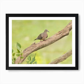 Mourning Dove Perched On Branch Art Print