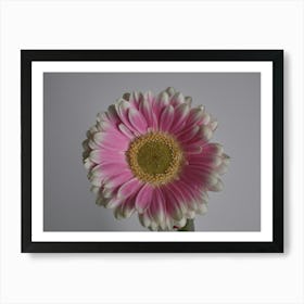 Chrysanthemum 3 Art Print