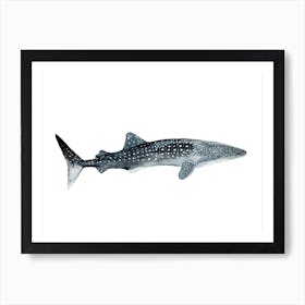 Sea Life Whale Shark Art Print