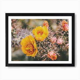 Pastel Cactus Flowers Art Print