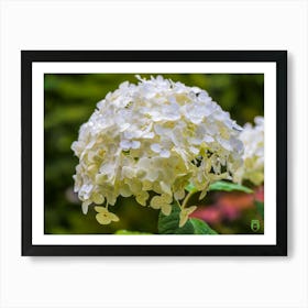 Hydrangea 20190813 06pub Art Print