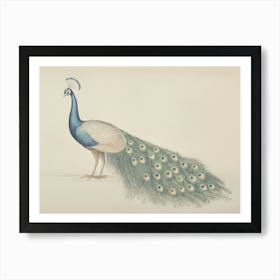 Peacock Illustration Art Print