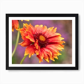 Gaillardia Blanket Flower Art Print