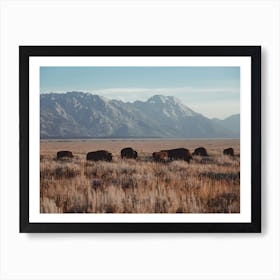 Wyoming Bison Herd Art Print