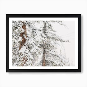 Snow Covered Tree Branches Poster