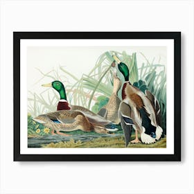 Mallard Duck, 1834, From The Birds Of America, Plate Ccxxi Male and Female Ducks and Restored Audubon Remastered Illustration Art Print