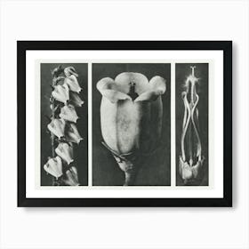 Pieris Floribunda, Karl Blossfeldt Art Print