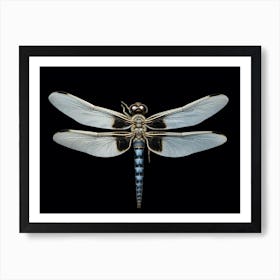 Dragonfly Common Whitetail Plathemis Illustration Vintage 2 Art Print