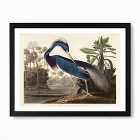 Louisiana Heron Art Print
