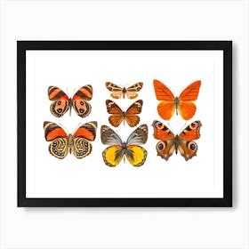 Collection Of Orange Butterflies Art Print