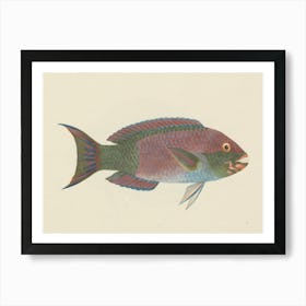 Unidentified Fish, Luigi Balugani (10) Art Print