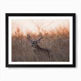 Morning Dawn Deer Art Print