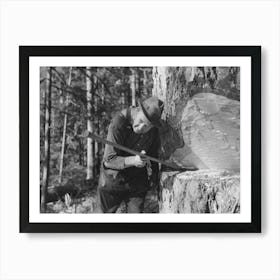 Head Faller Sights To See Exact Direction In Which Tree Will Fall, Long Bell Lumber Company, Cowlitz County, Washingto Art Print