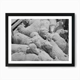Sheep,Malheur County, Oregon By Russell Lee Art Print