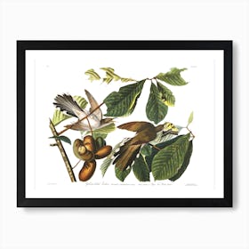 Yellow Billed Cuckoo Art Print