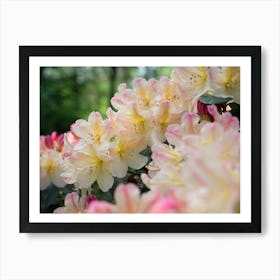 Delicate blossoms of the Rhododendron Art Print