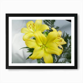 Three Asiatic lilies Art Print