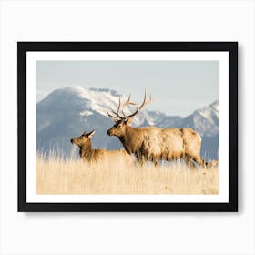 Bull Elk Art Print