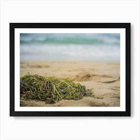 Close Up Of Algae On The Beach Sand Art Print