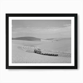 Mule Drawn Combine In Wheat Field In Walla Walla County, Washington, Dark Patches Of Land Are Summer Fallow By Art Print