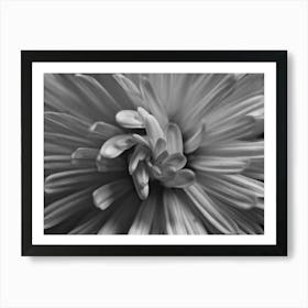 Chrysanthemum 1 Poster