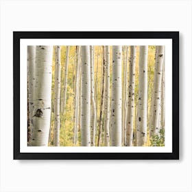 Colorado Forest Art Print