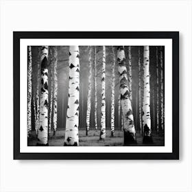 Birch Trees 32 Art Print