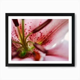 Pink Stamen Lily (2008) Art Print