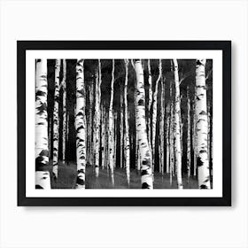 Birch Forest 80 Art Print
