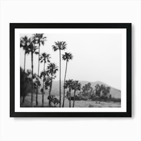 Malibu Palm Tree B&W Art Print