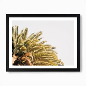 Palm Tree Top Art Print