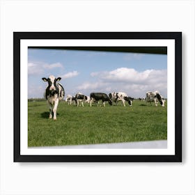 Dutch Cows in the meadow | The Netherlands Art Print