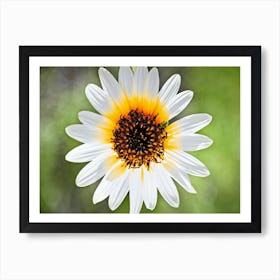 Flower 3 Art Print