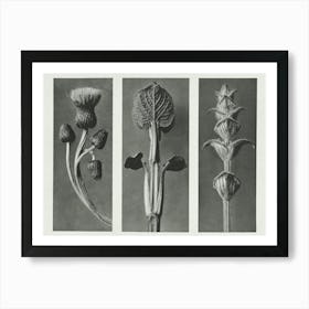 Queen Anne Thistle, Phlomis Umbrosa And Salvia (1928), Karl Blossfeldt 1 Poster