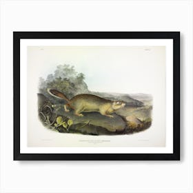 Parry'S Marmot Squirrel, John James Audubon Art Print