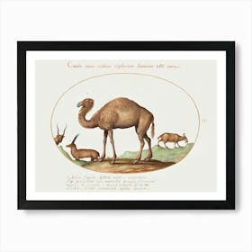 Camel, Ibex, And Goat (1575–1580), Joris Hoefnagel Art Print