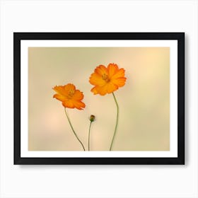 Cosmos Family Art Print