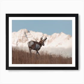 Hillside Antelope Art Print