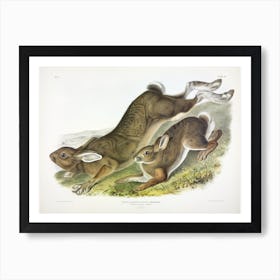 Northern Hare, John James Audubon Poster