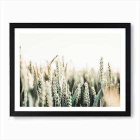 Sunny Wheat Field Art Print