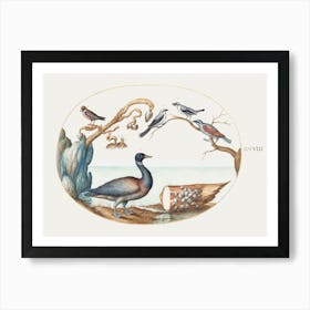 Barnacle Goose With Shrikes And Other Birds (1575–1580), Joris Hoefnagel Art Print