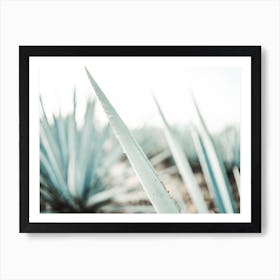 Agave Tequila Farm Art Print